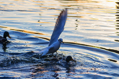 High angle view of duck swimming in lake