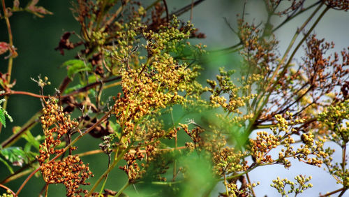 Low angle view of fruits growing on tree