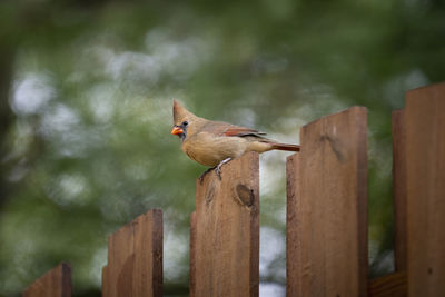 Close-up of bird perching on wooden post