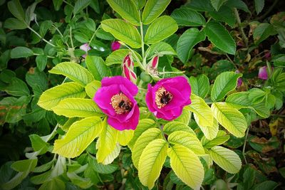 Close-up of purple flowers blooming outdoors