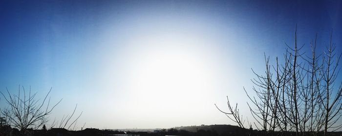 Low angle view of bare trees against blue sky