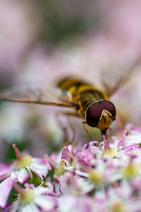 Close-up of a hoverfly on flower