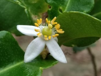 Close-up of white flowering plant