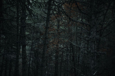 Full frame shot of bare trees in forest