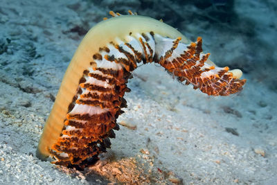 A large sea feather is yellow with orange feathers. apparently too heavy to hold vertically. 