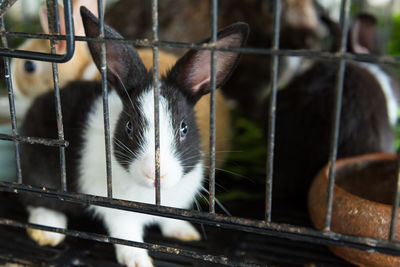 Close-up of rabbit in cage