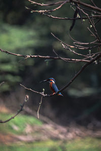 View of kingfisher perching on branch