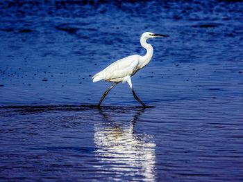 Bird on a lake