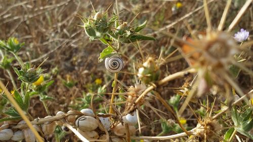 Close-up of snail on plant