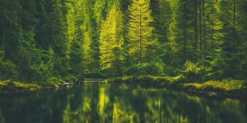 Scenic view of lake in forest