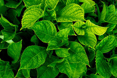 Full frame shot of fresh green leaves