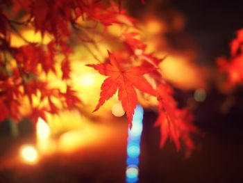 Close-up of maple tree during autumn