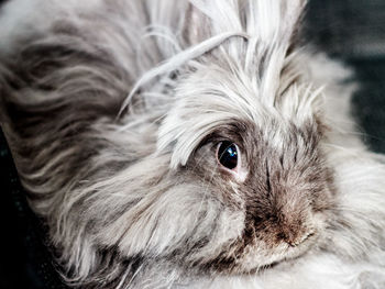 Close-up portrait of rabbit