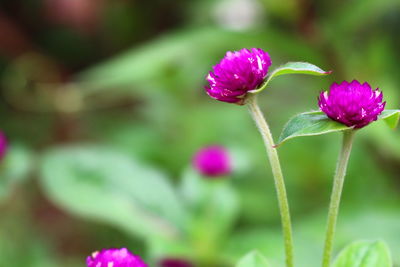 Close-up of purple flowering plant