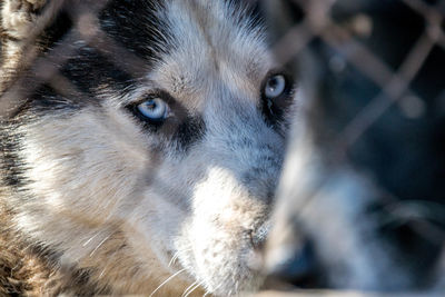 Close-up portrait of dog