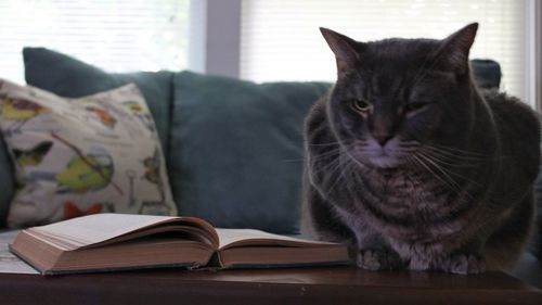 Close-up of cat sitting by open book on table at home