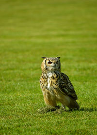 Eurasian eagle owl latin name bubo bubo standing in a field