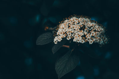 Close-up of flowering plant