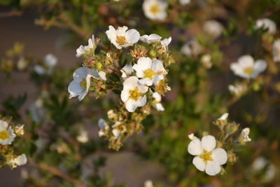 Close-up of white flowering plant