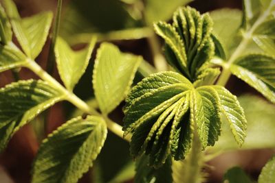 Close-up of fresh green leaves