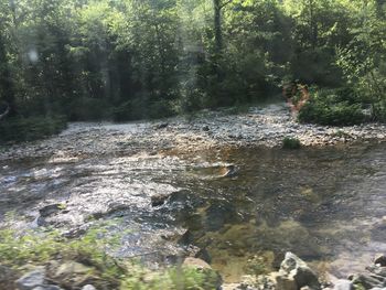 View of river flowing through forest