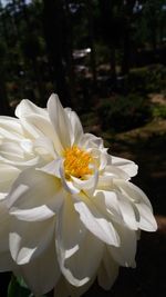 Close-up of white flowers