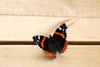 Close-up of butterfly perching on leaf