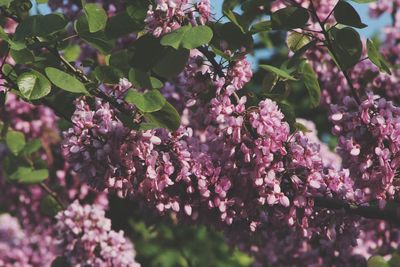 Close-up of pink flowering plant