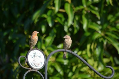 Close-up of bird perching outdoors