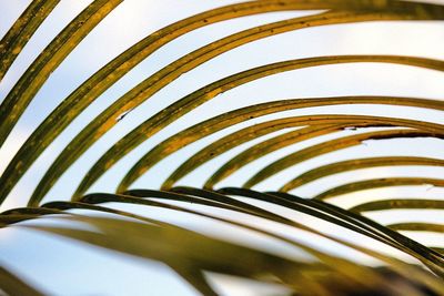 Close-up of spiral palm leaf