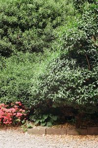 Plants and trees in park