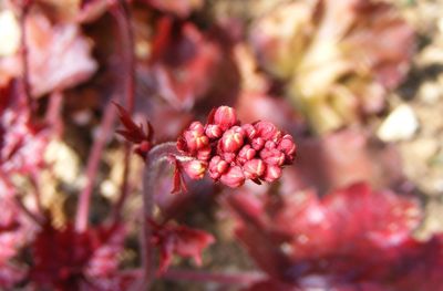 Close-up of pink flowers