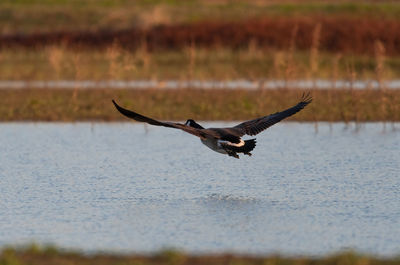 Bird flying over a lake