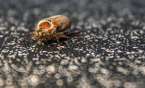 Close-up of spider