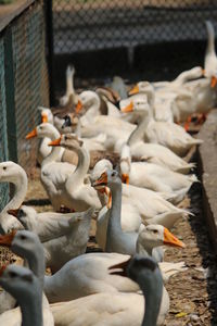 Close-up of swans