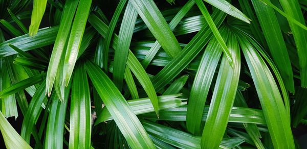 Full frame shot of green leaf