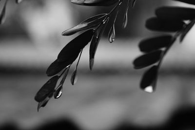 Close-up of water drop on leaf