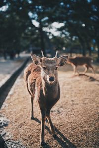 Portrait of deer standing on field