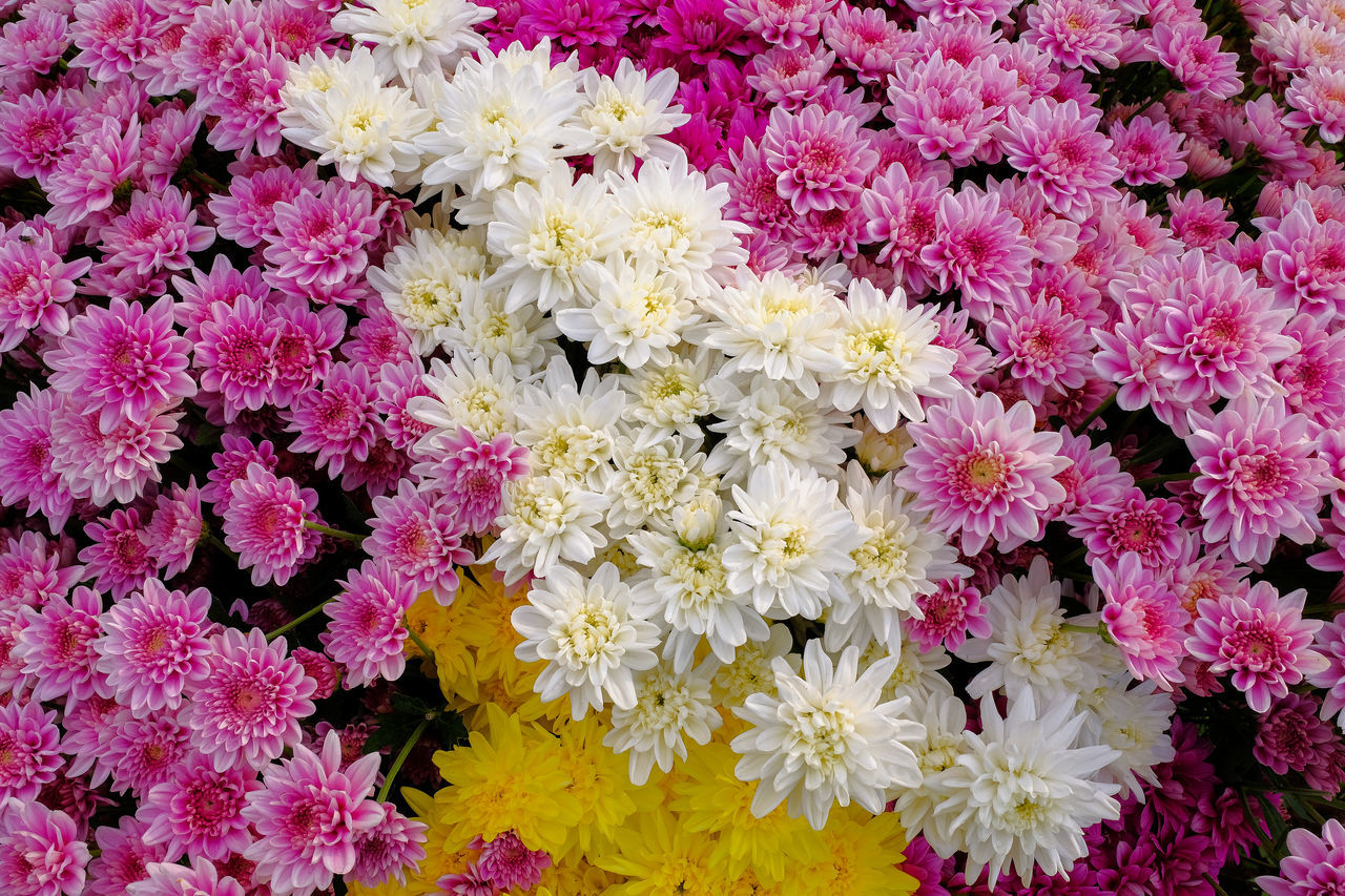 HIGH ANGLE VIEW OF FLOWERING PLANT