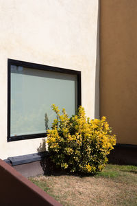 Yellow flowering plant against wall of building