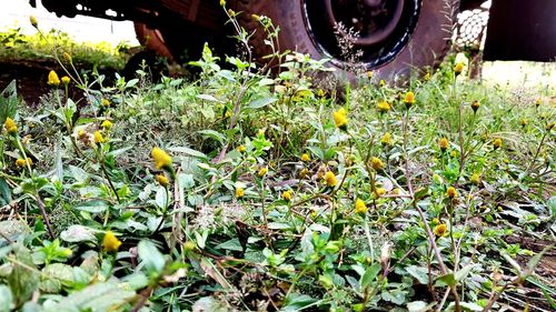 Close-up of yellow flowering plants on field