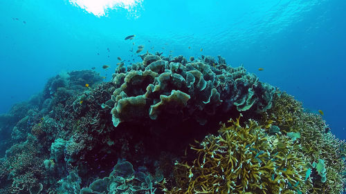 Low angle view of fishes swimming in sea