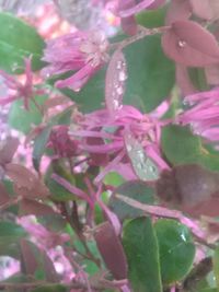 Close-up of pink flowers