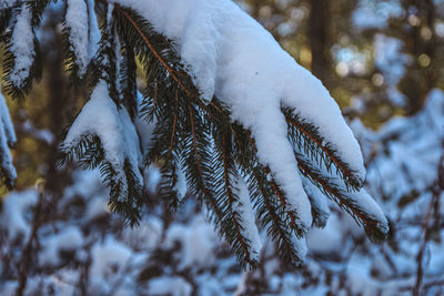 Close-up of snow covered pine tree