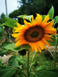 Close-up of sunflower
