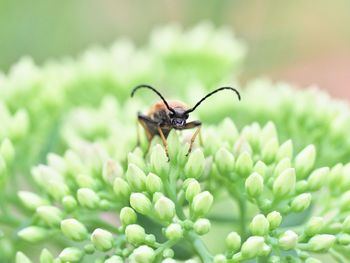 Close-up of insect on flower