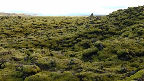 Scenic view of green landscape against sky