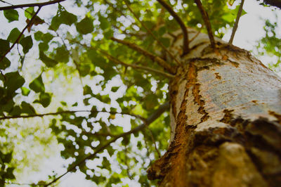 Low angle view of lichen on tree trunk