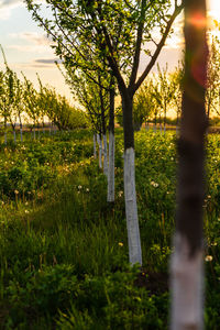 Trees growing on field