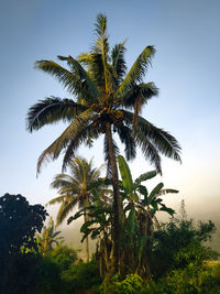 Low angle view of coconut palm tree against sky